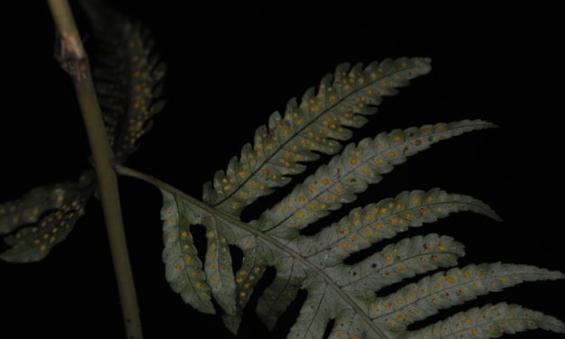 Pteridrys microthecia