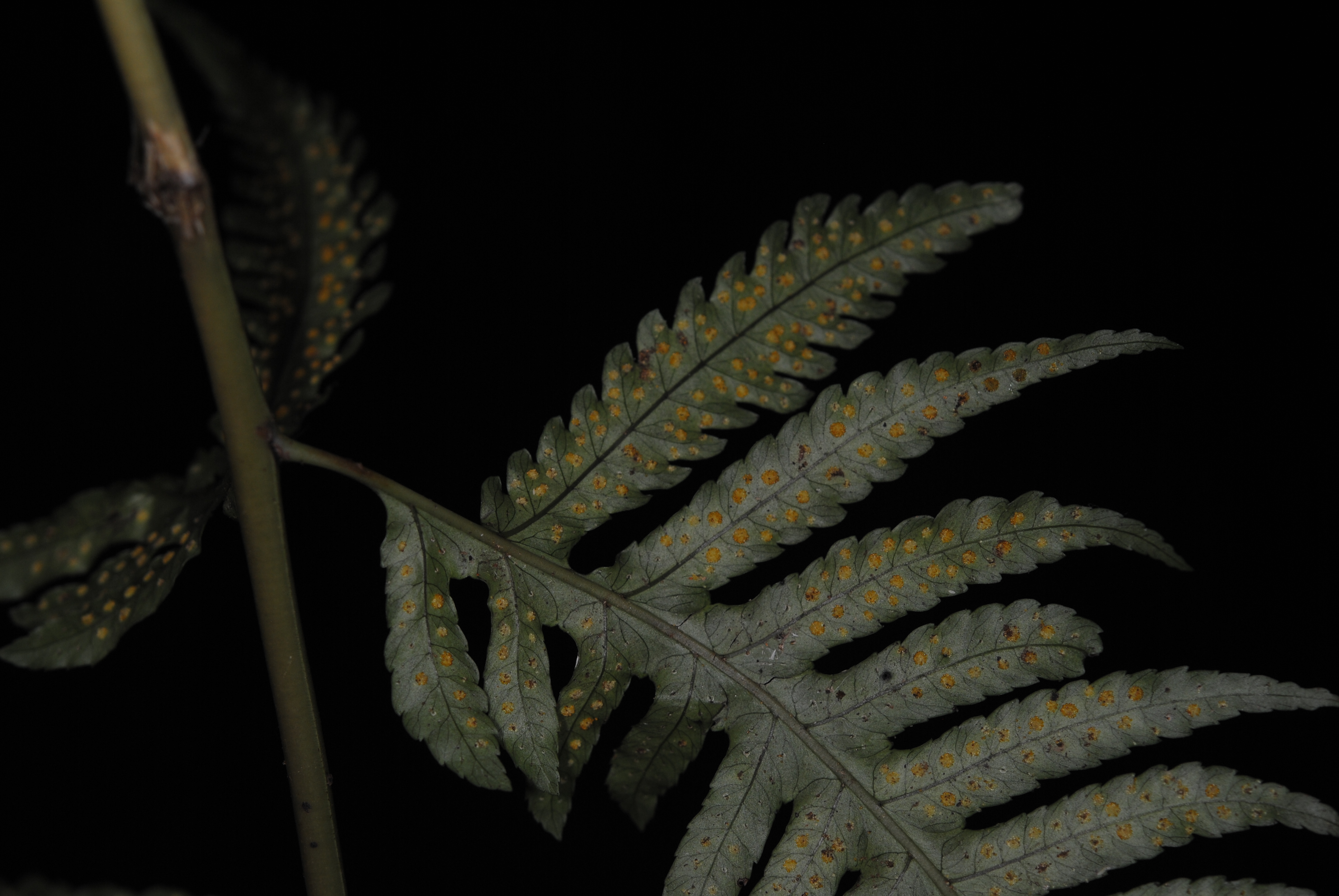 Pteridrys microthecia