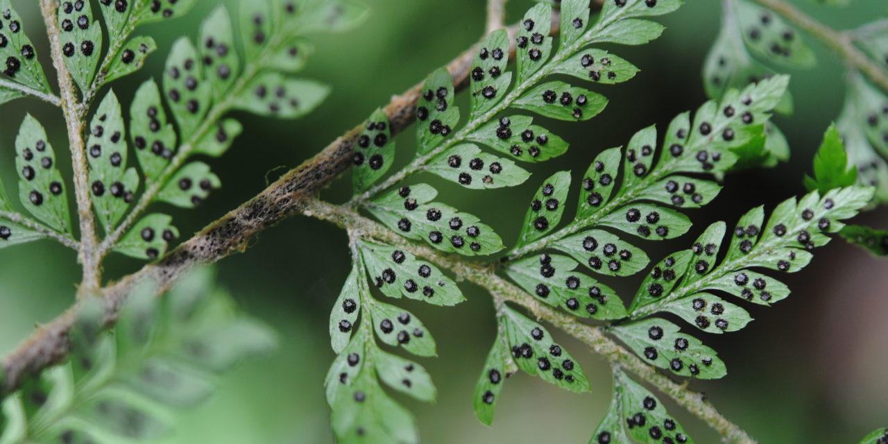 Polystichum moluccense