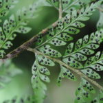 Polystichum moluccense