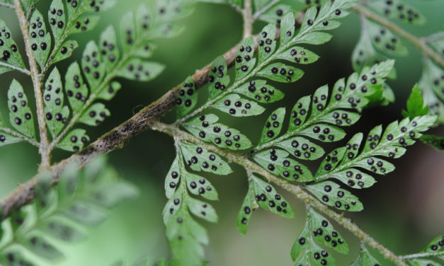 Polystichum moluccense