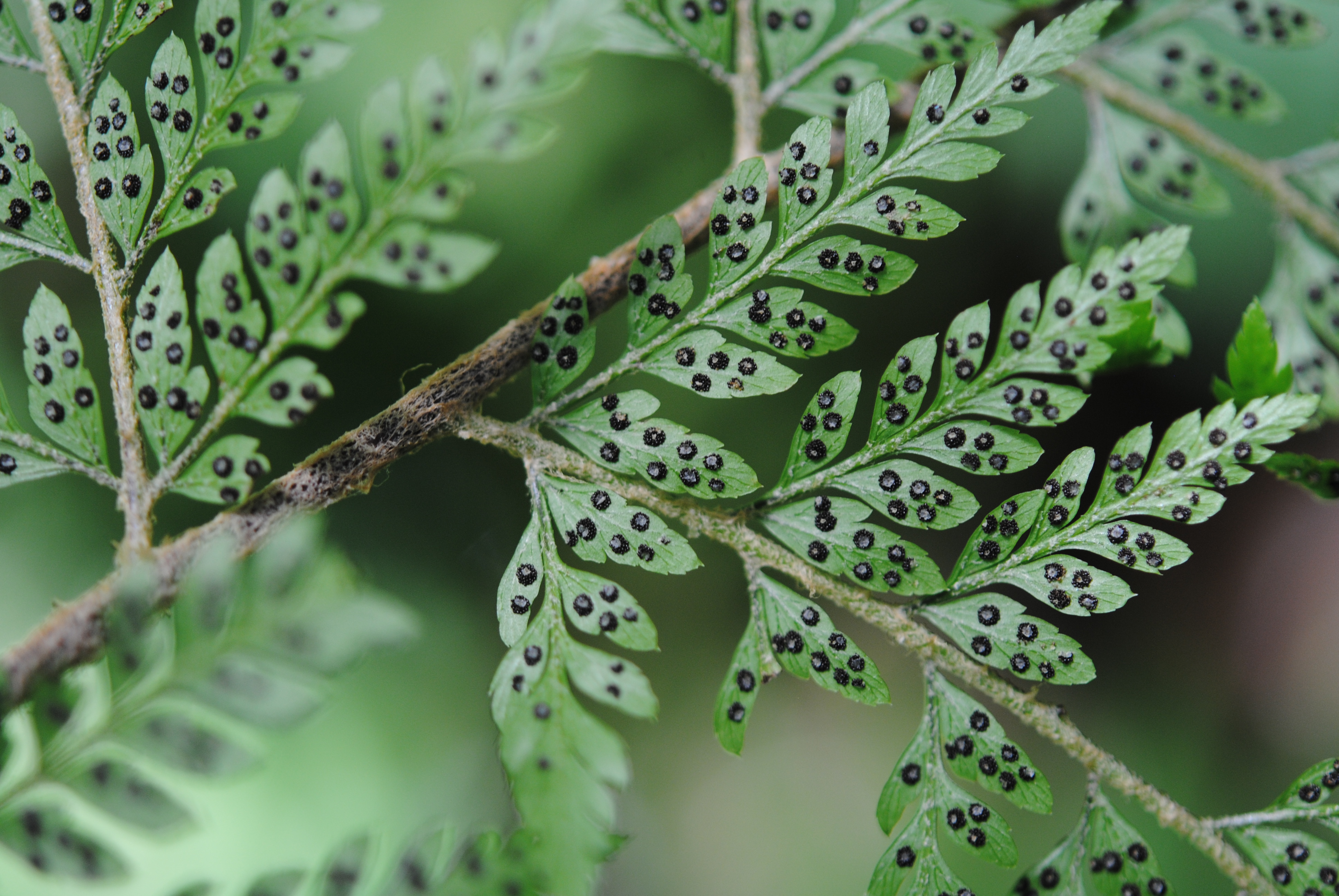 Polystichum moluccense