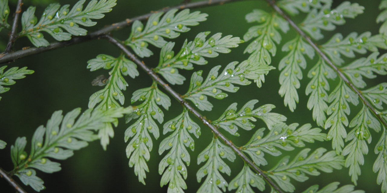 Dryopteris arborescens