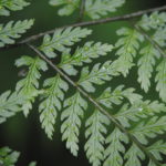 Dryopteris arborescens