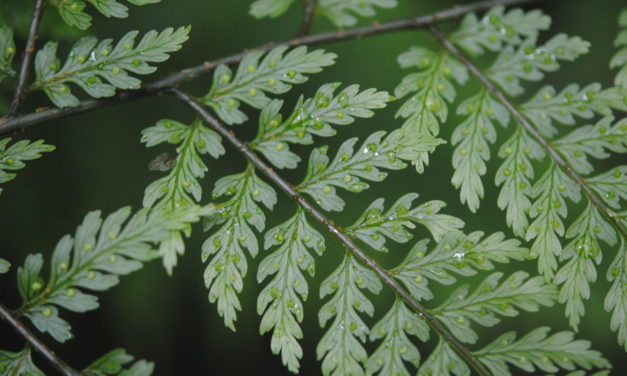 Dryopteris arborescens