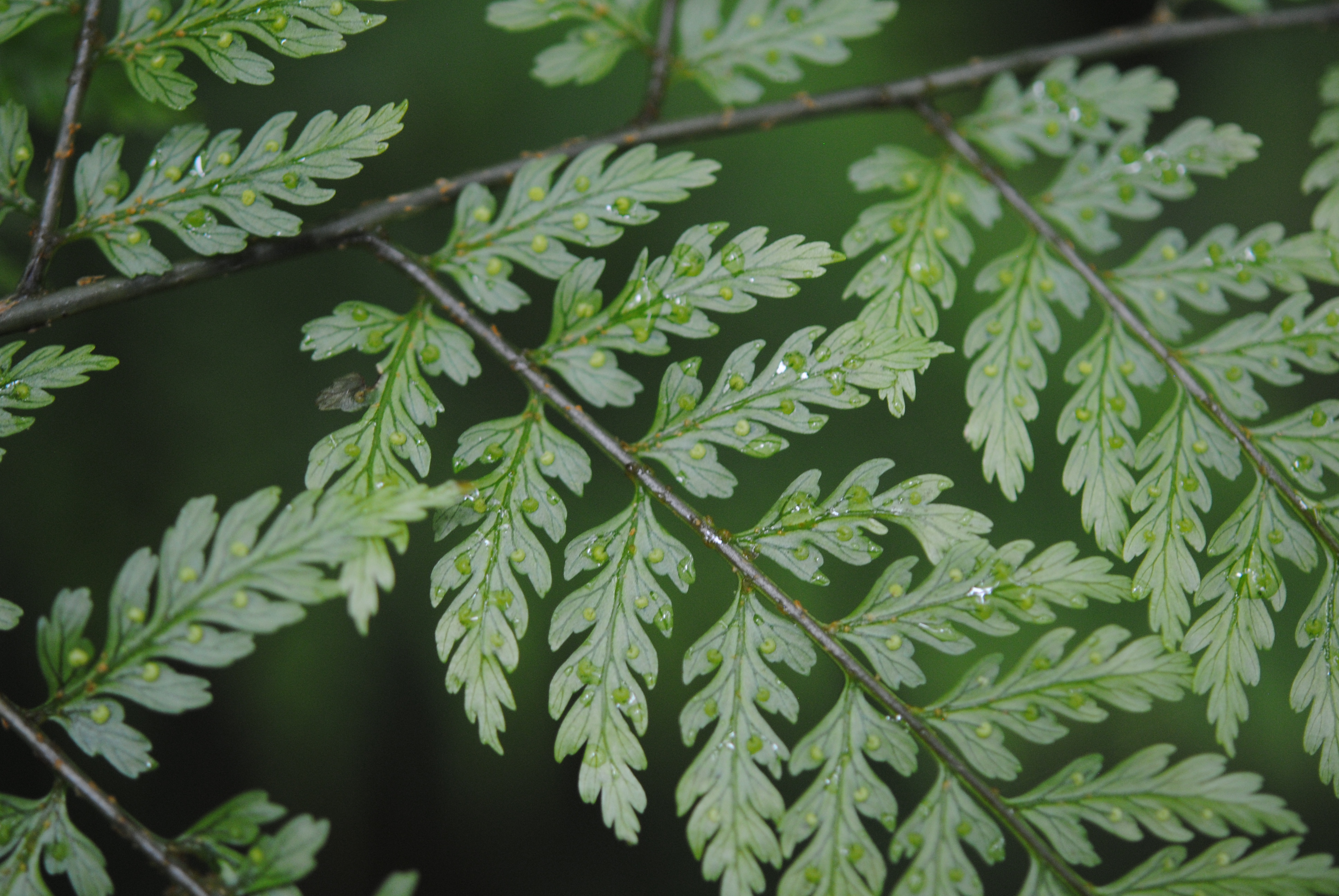 Dryopteris arborescens