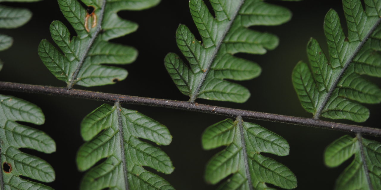 Sphaerostephanos scandens