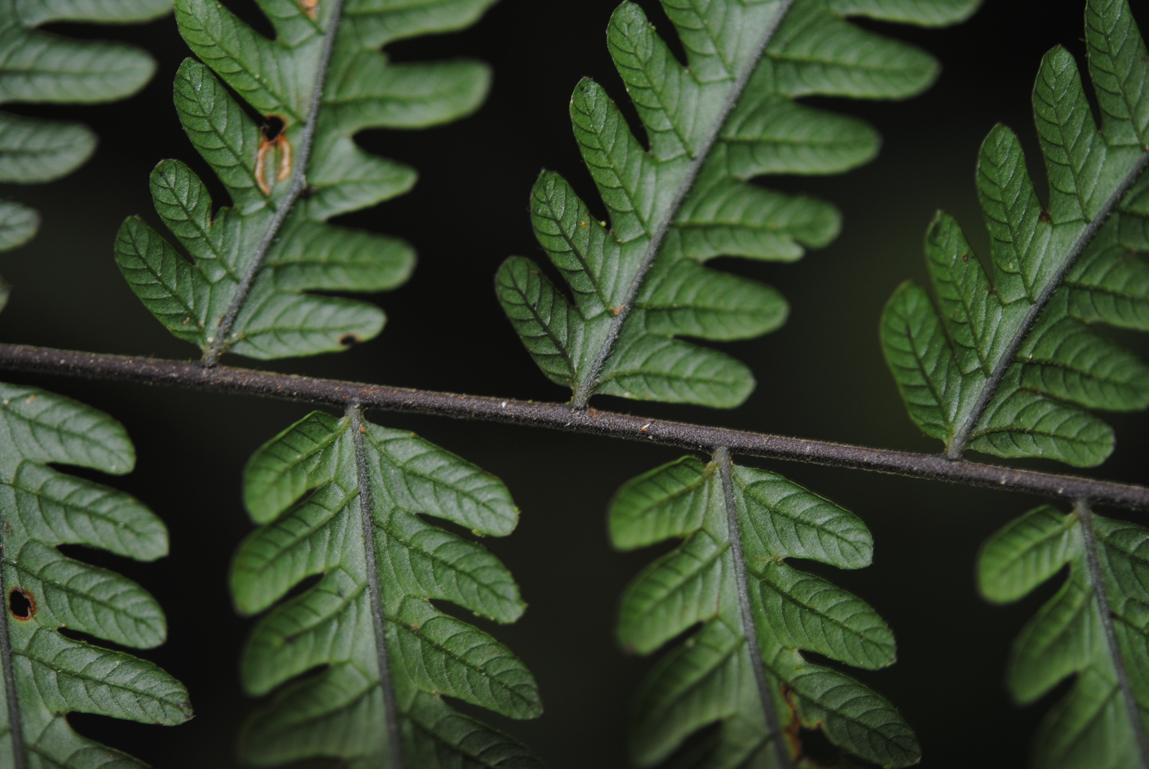 Sphaerostephanos scandens