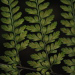 Asplenium cuneatum