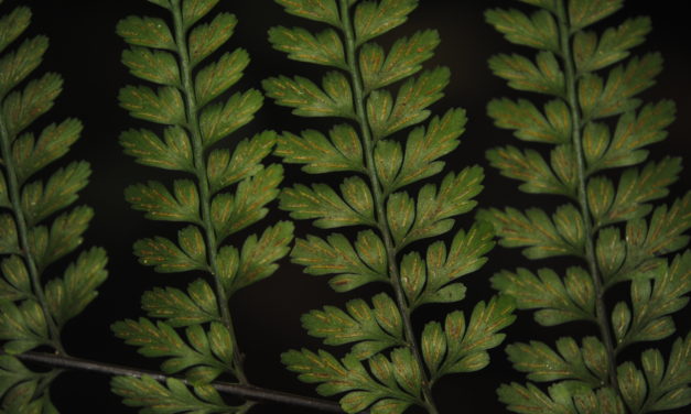 Asplenium cuneatum