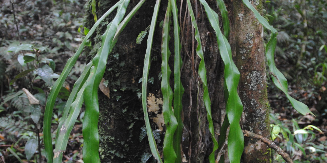 Haplopteris scolopendrina