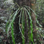 Haplopteris scolopendrina