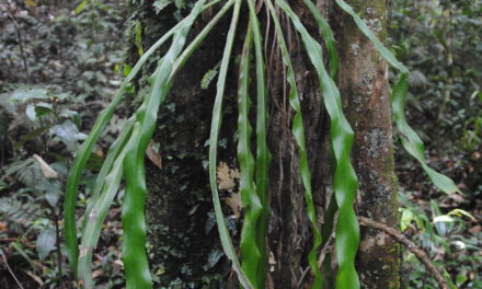 Haplopteris scolopendrina