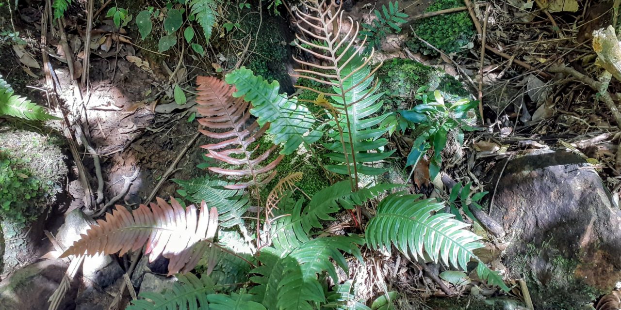 Austroblechnum organense