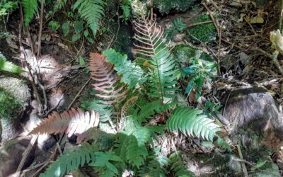 Austroblechnum organense