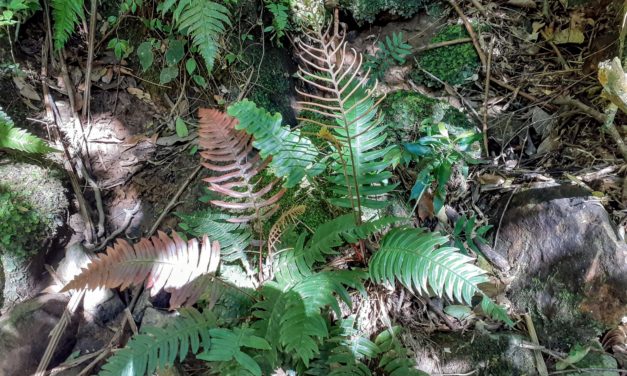 Austroblechnum organense