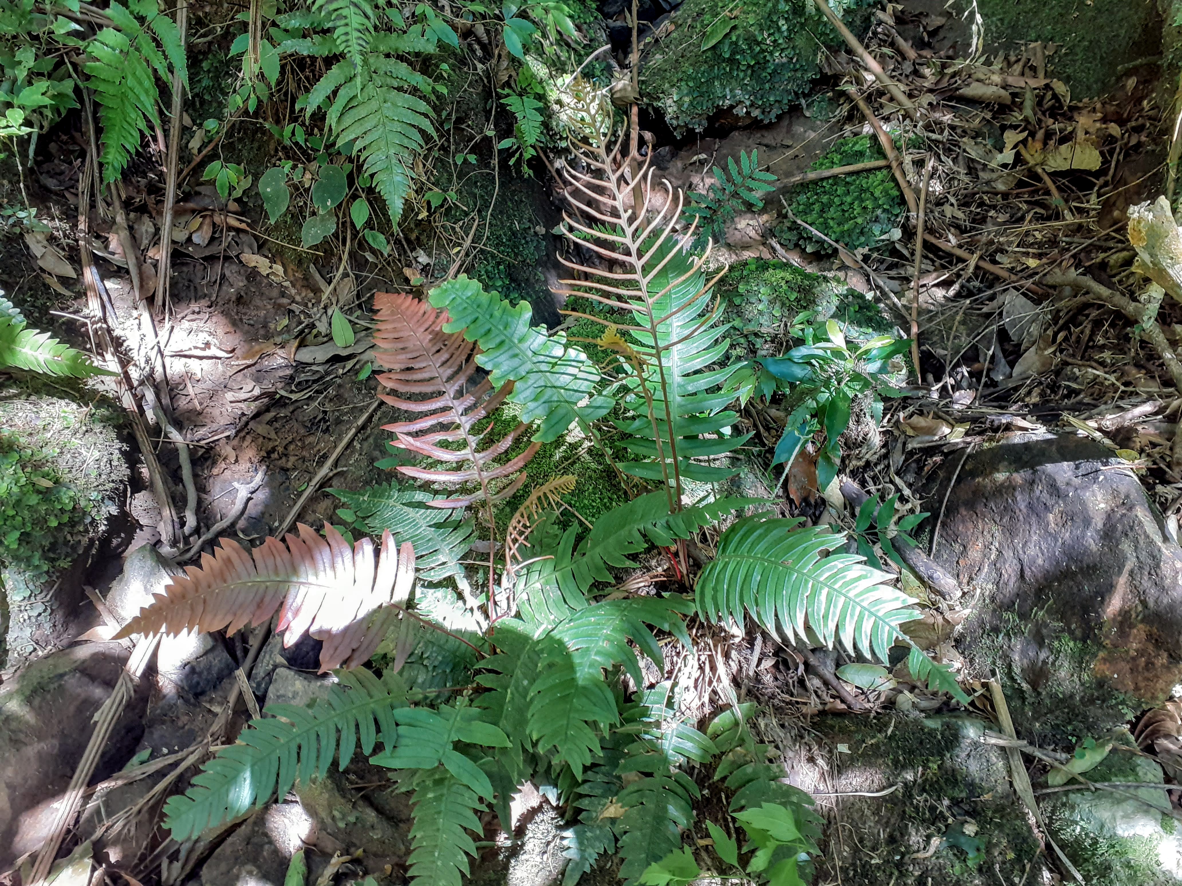 Austroblechnum organense