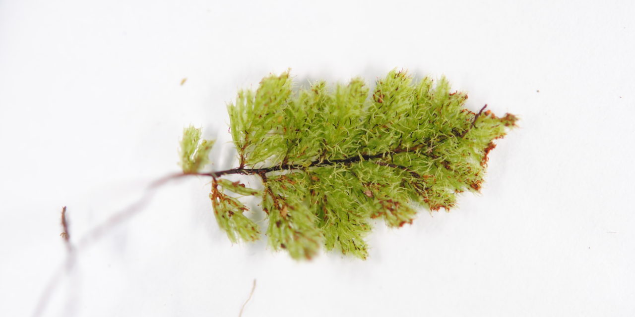 Hymenophyllum cf. brassii