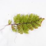 Hymenophyllum cf. brassii