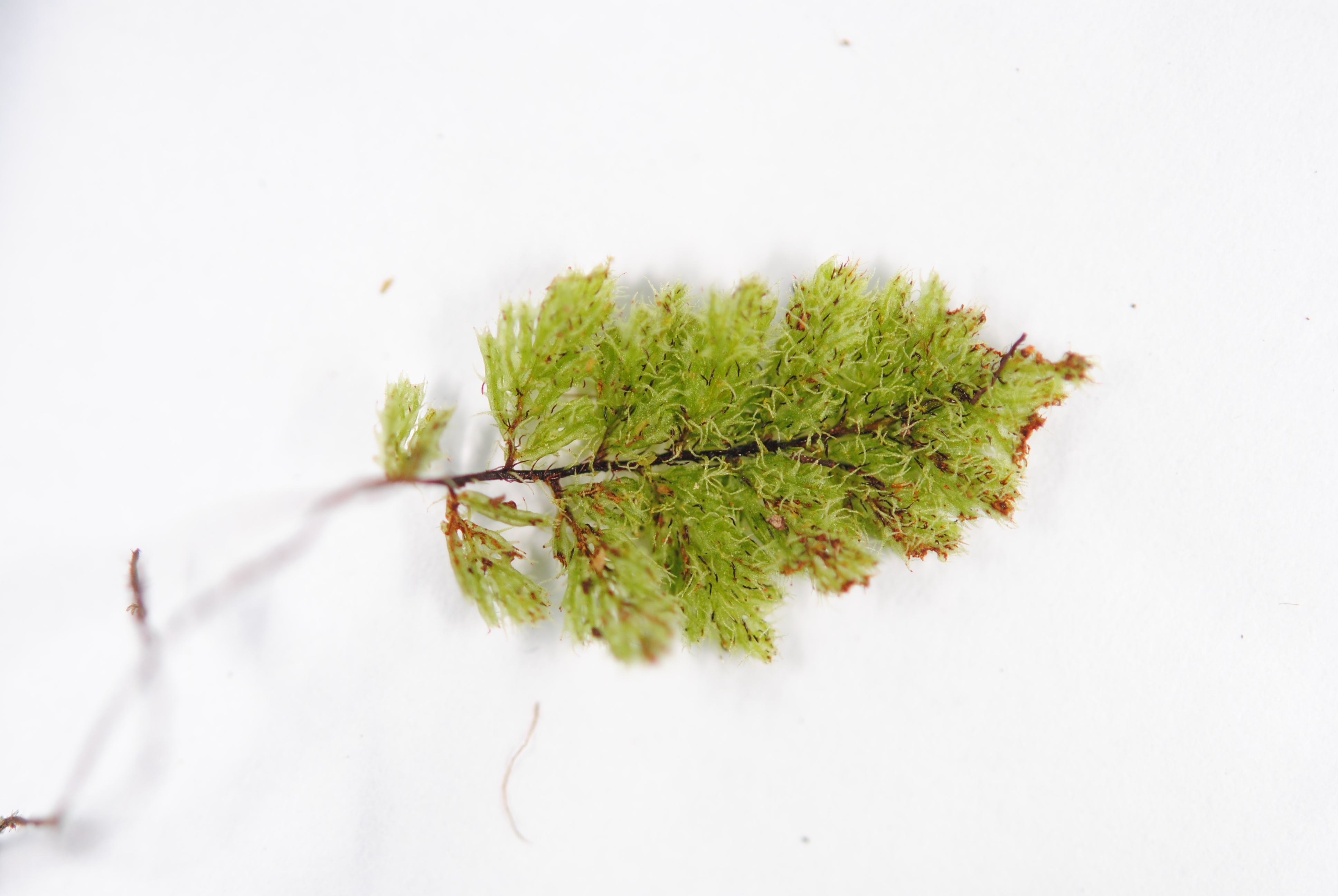 Hymenophyllum cf. brassii