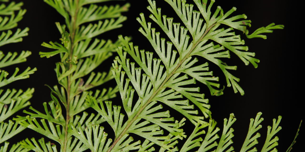 Lindsaea tenuifolia