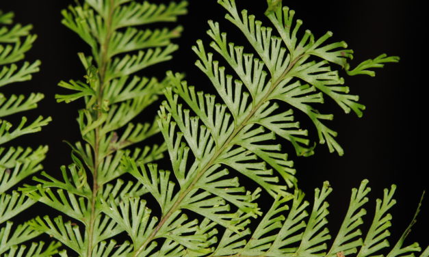 Lindsaea tenuifolia