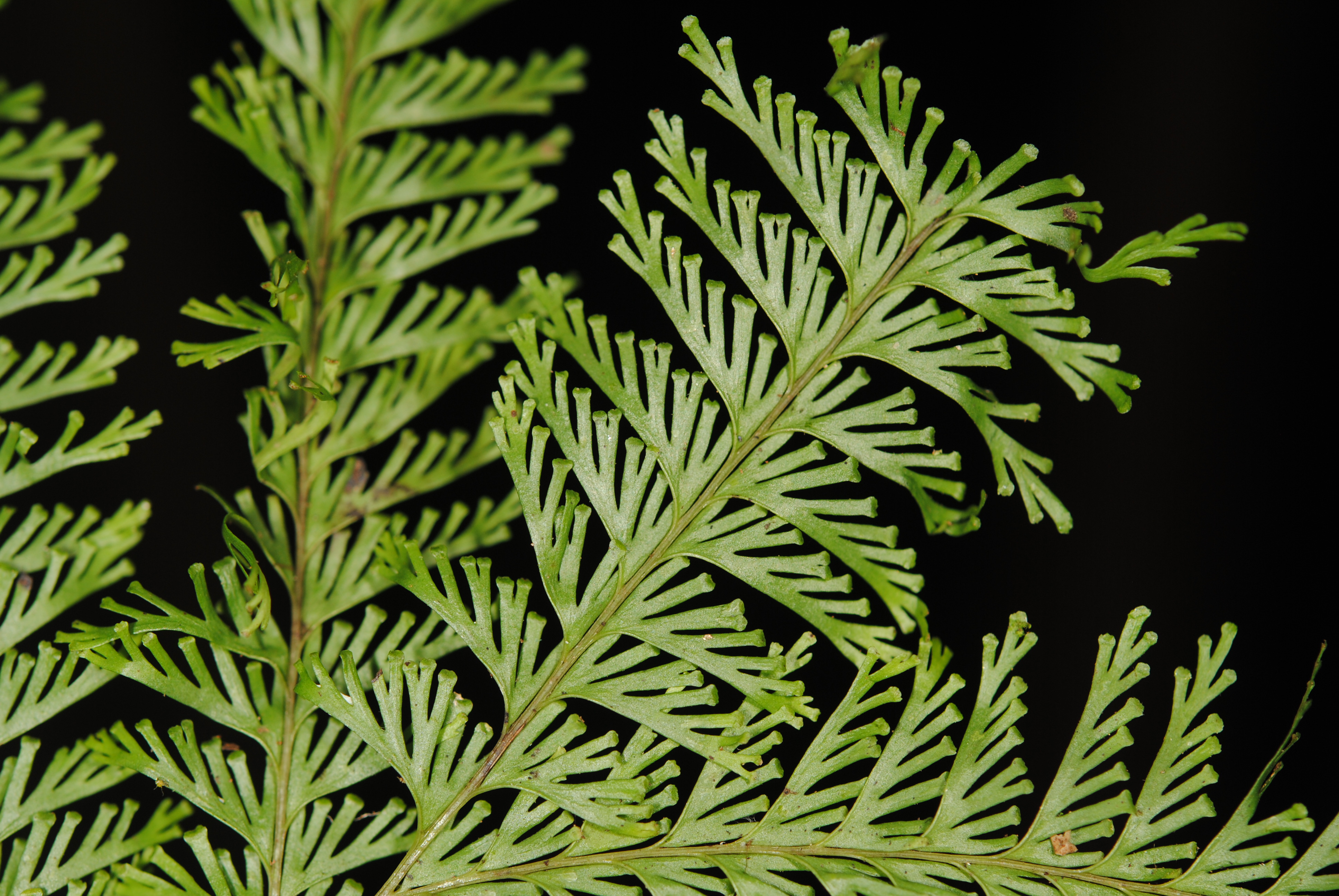 Lindsaea tenuifolia