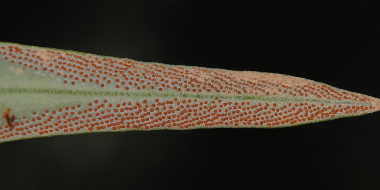Pyrrrosia longifolia