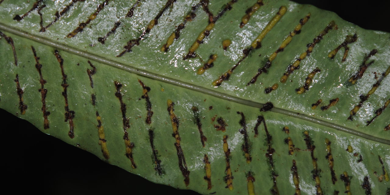 Leptochilus macrophyllus