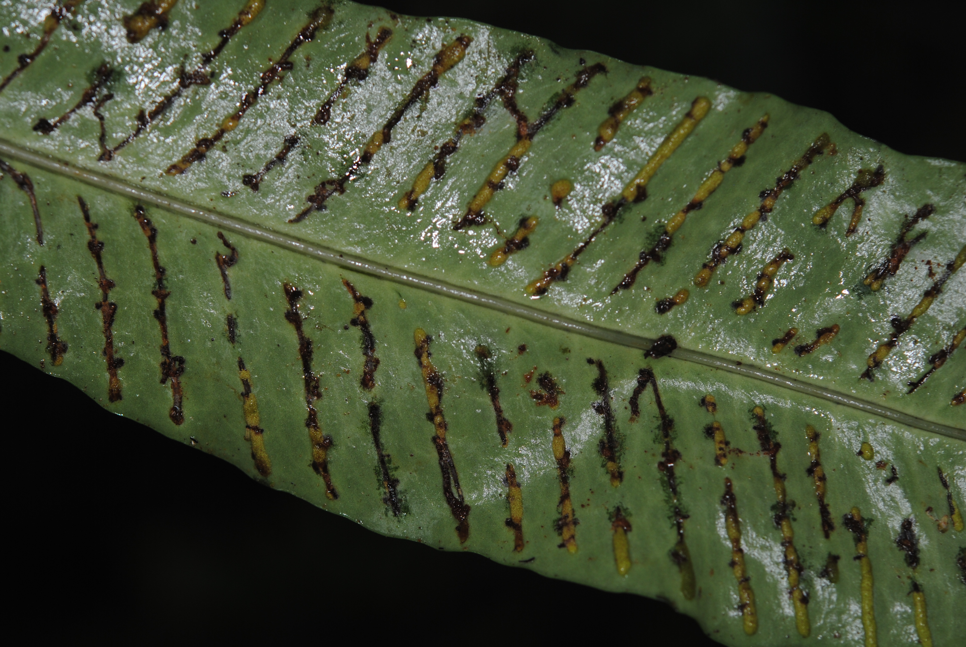 Leptochilus macrophyllus