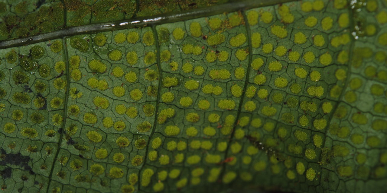 Drynaria heraclea