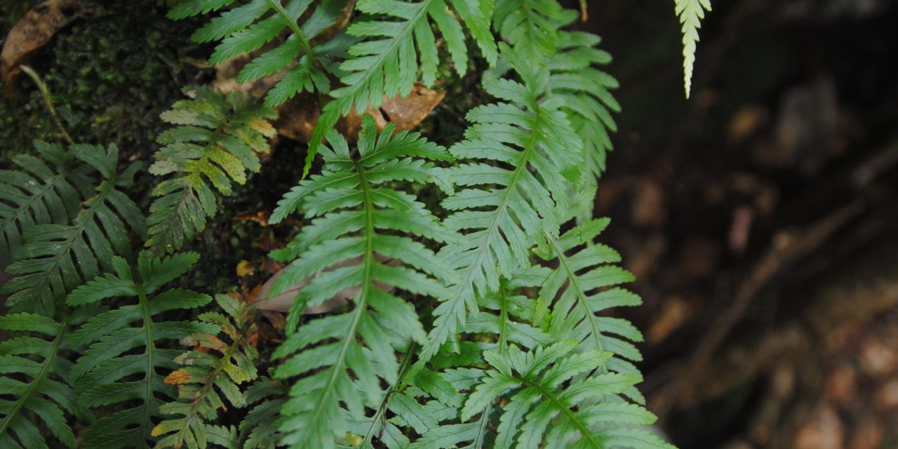 Davallia sessilifolia