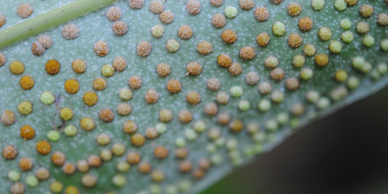 Microsorum glossophyllum