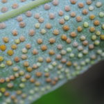 Microsorum glossophyllum