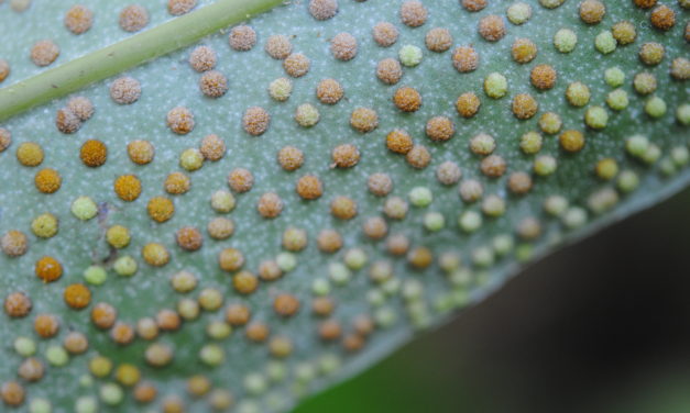 Microsorum glossophyllum