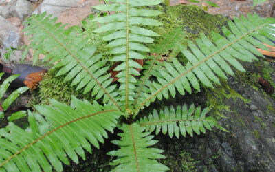 Sphaerostephanos lamii