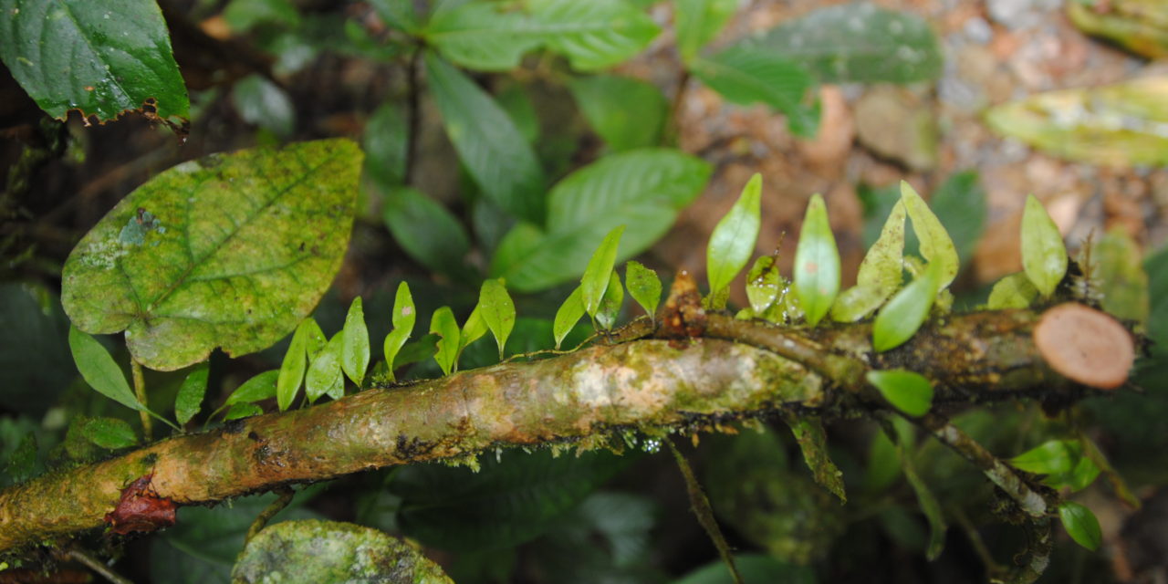 Lemmaphyllum accedens