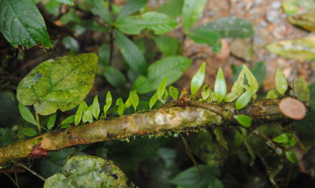 Lemmaphyllum accedens