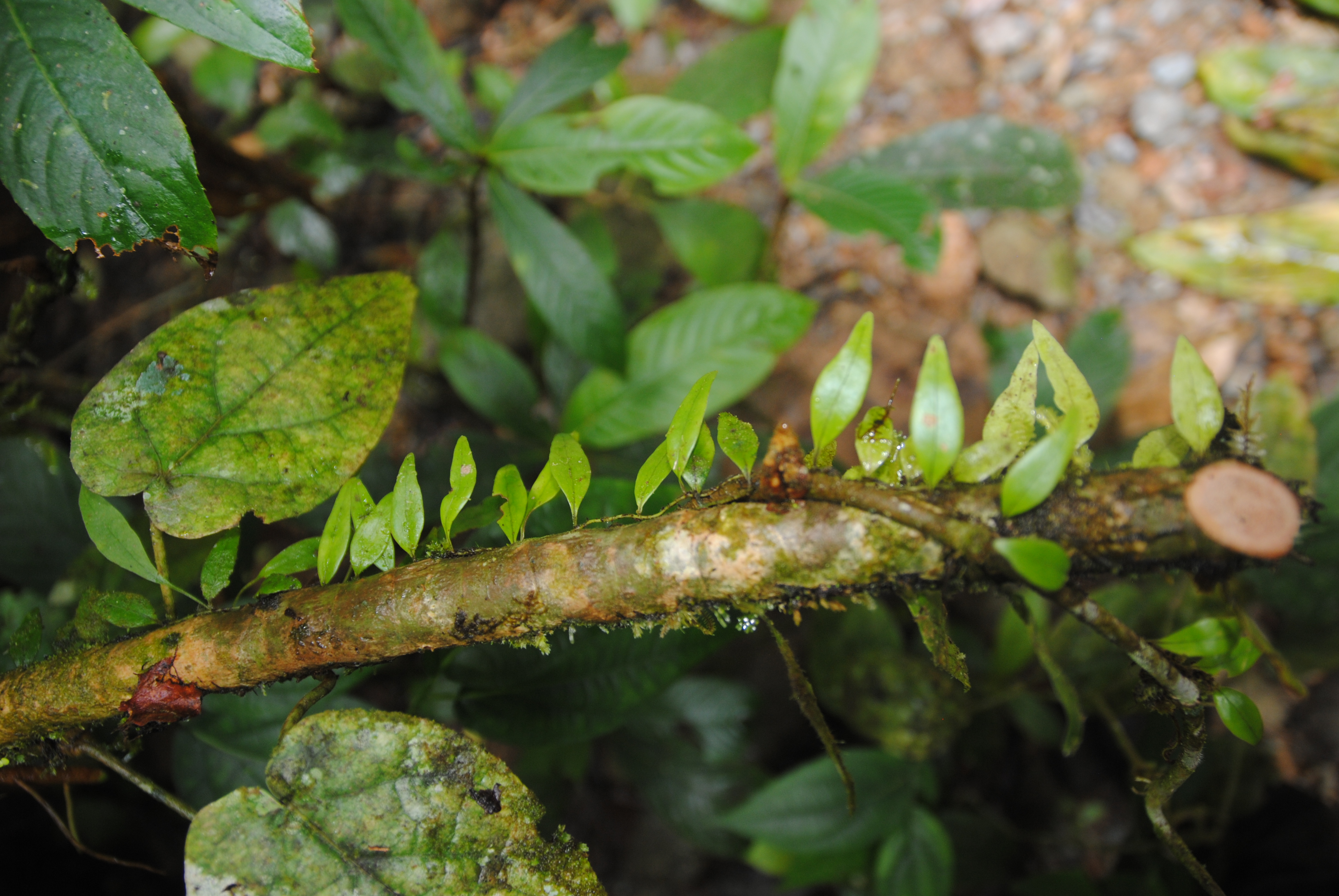 Lemmaphyllum accedens