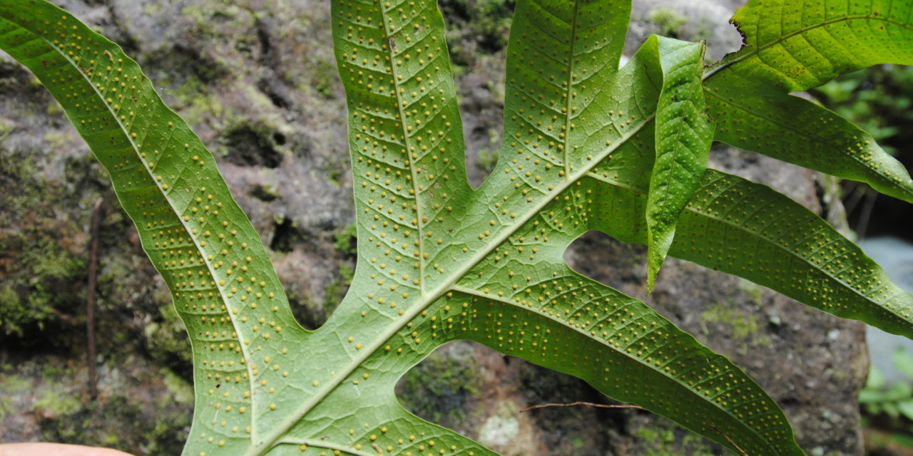 Microsorum biseriatum