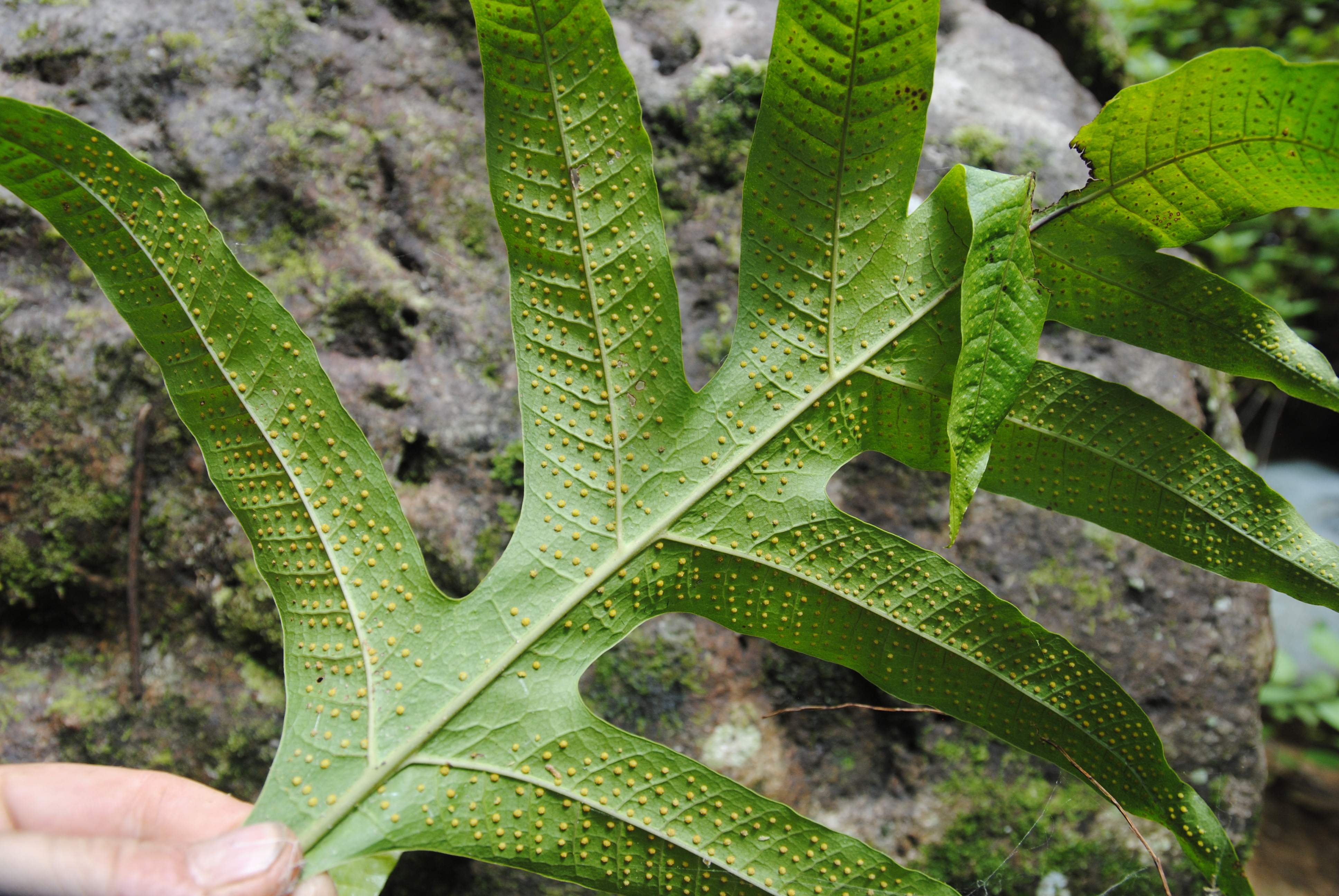 Microsorum biseriatum