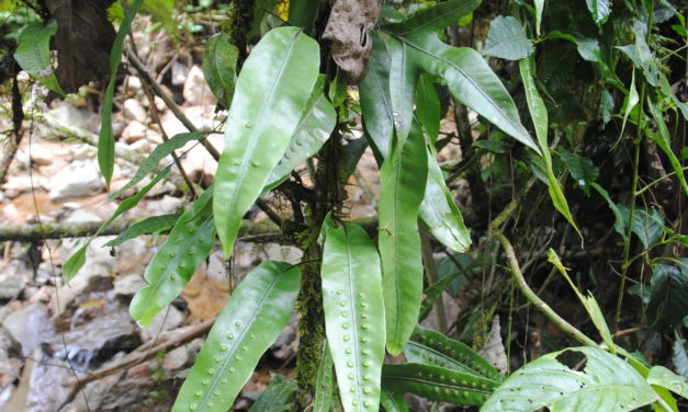 Microsorum scolopendria