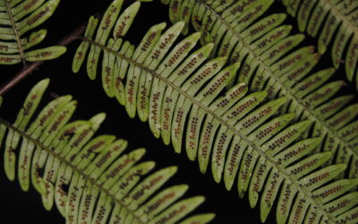 Plesioneuron rigidilobum