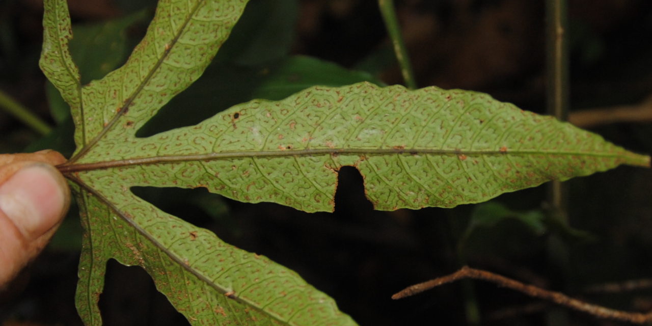 Tectaria christovalensis