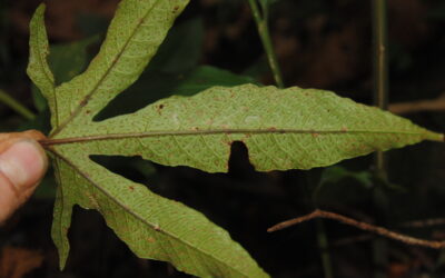 Tectaria christovalensis