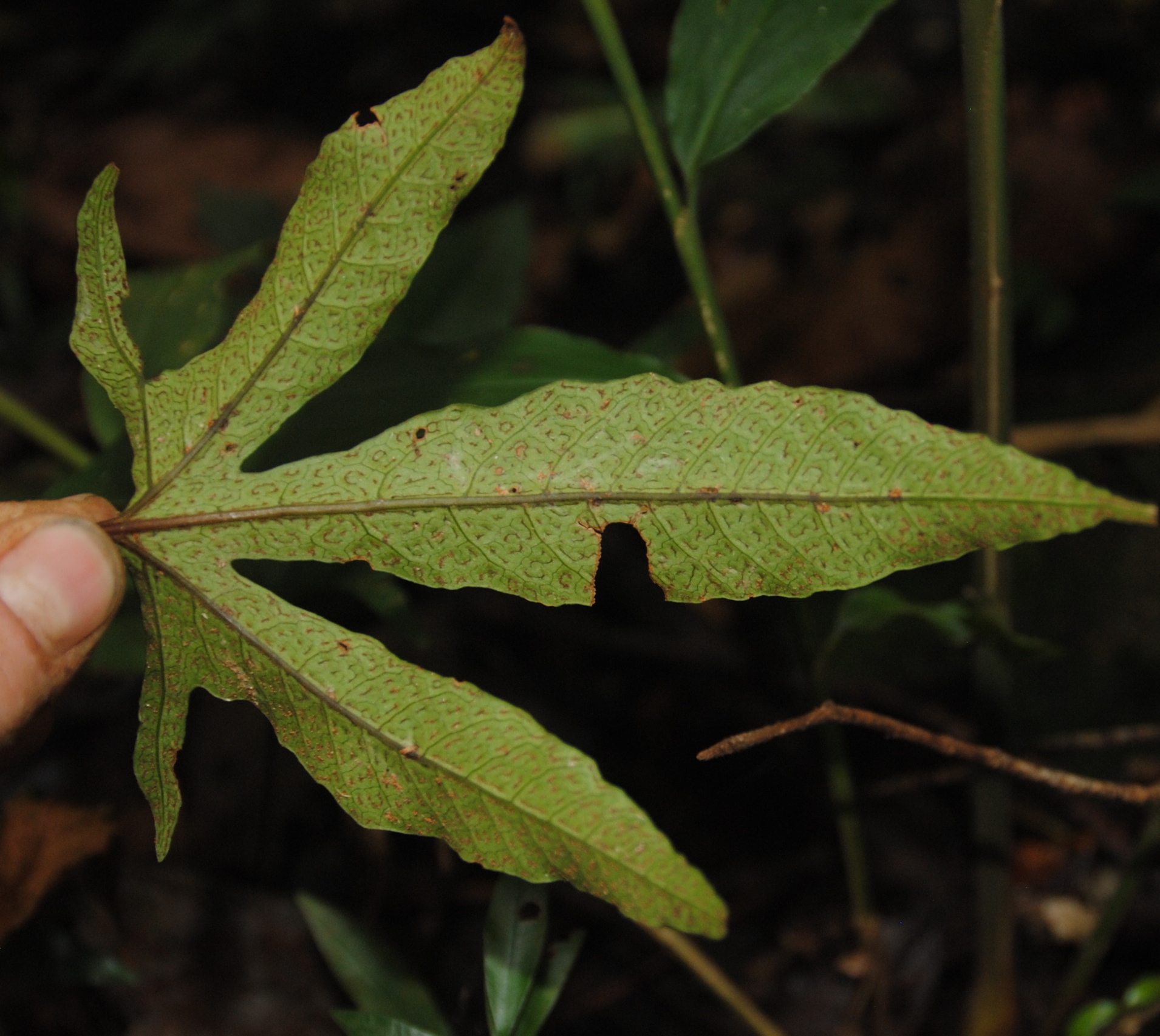 Tectaria christovalensis