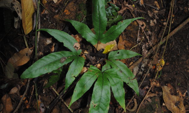 Tectaria christovalensis