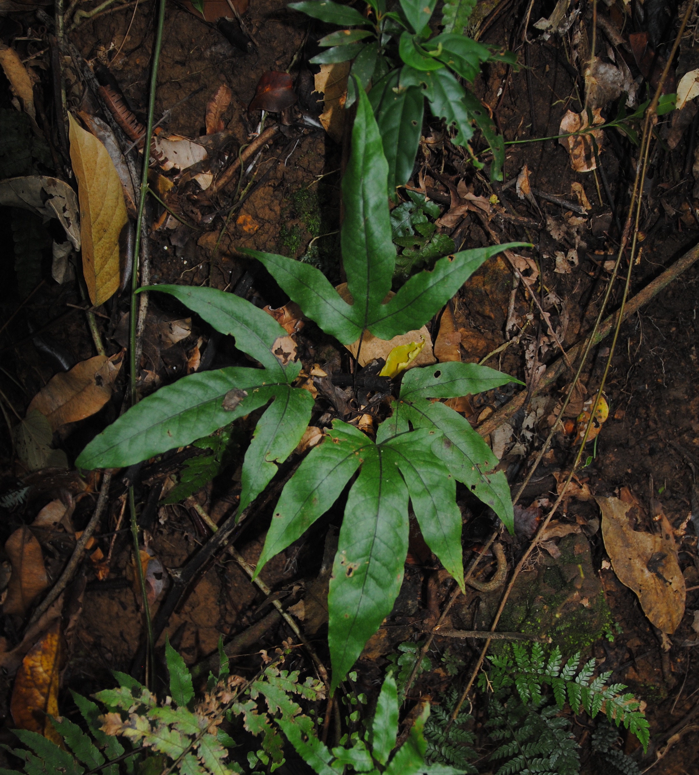 Tectaria christovalensis