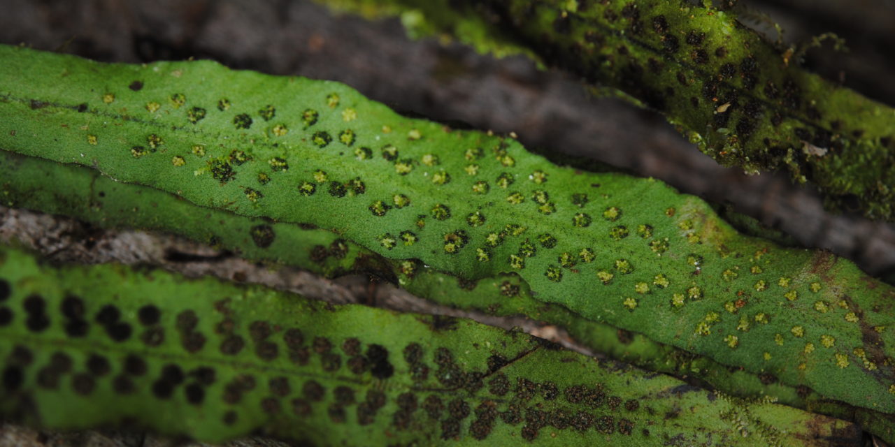 Oreogrammitis torricelliana