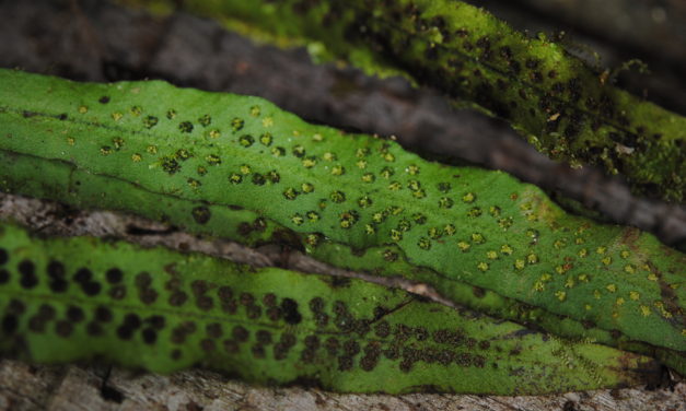 Oreogrammitis torricelliana